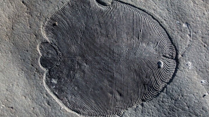 A Dickinsonia fossil ILYA BOBROVSKIY / AUSTRALIAN NATIONAL UNIVERSITY