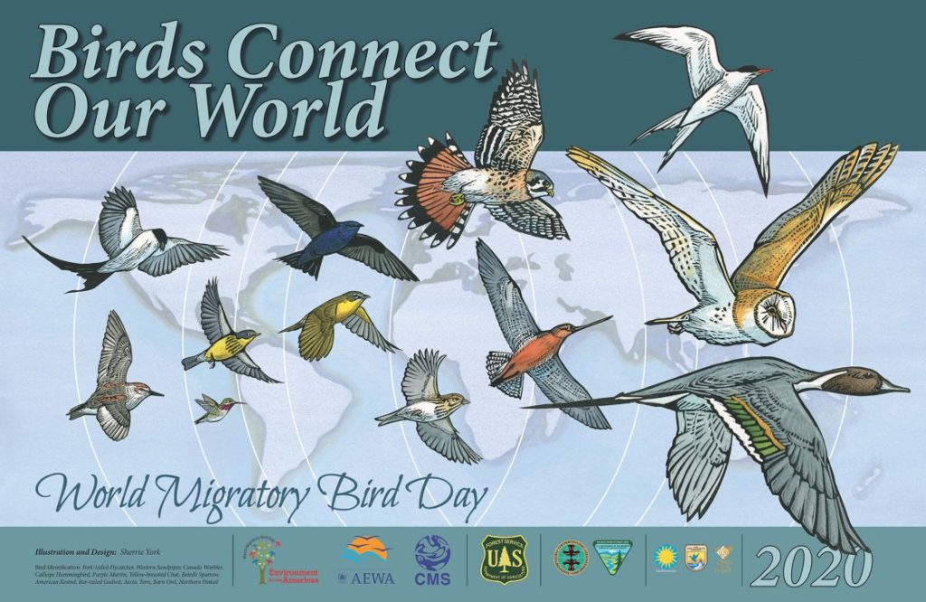 World Migratory Bird Day 2020 GS TIMES IASPCS